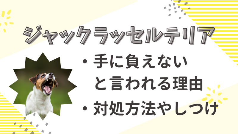 ジャックラッセルテリアが手に負えない理由と飼育で後悔しないためのポイント 