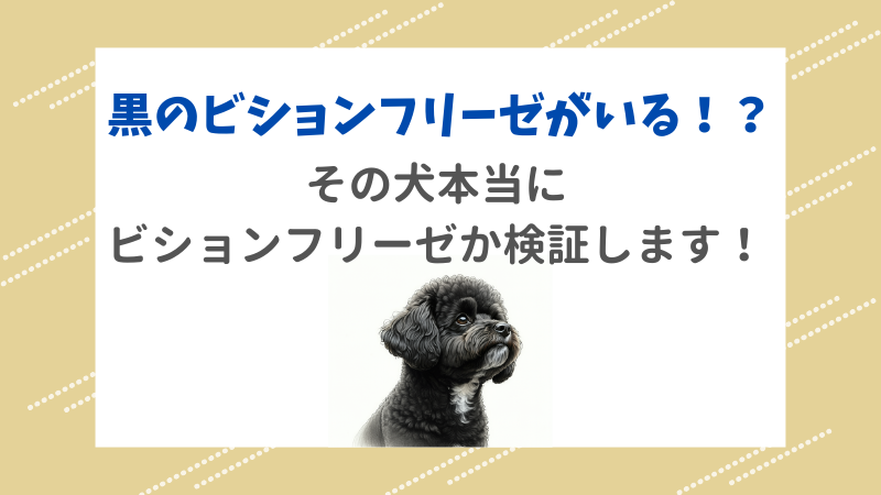 ビションフリーゼに黒は存在する？似ている犬種とその違いを徹底解説 