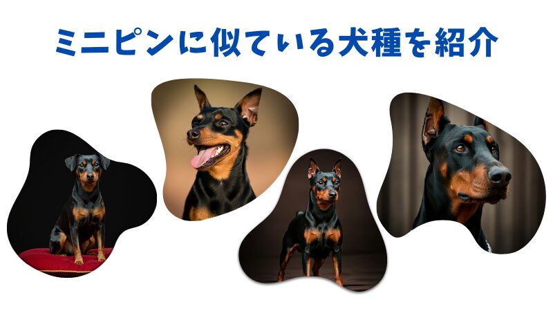 ミニチュアピンシャーに似た犬種とその違い