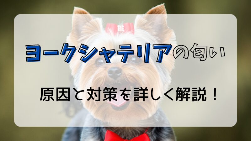 ヨークシャーテリアの匂いの原因と対策方法を徹底解説します 