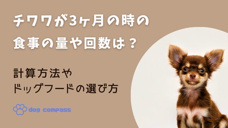 チワワが3ヶ月のご飯の量はどれくらい？適切な食事管理の方法を詳しく解説 