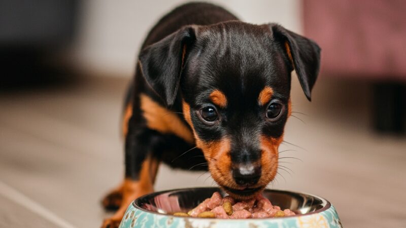 ミニチュアピンシャーのでかい犬はなんて犬？