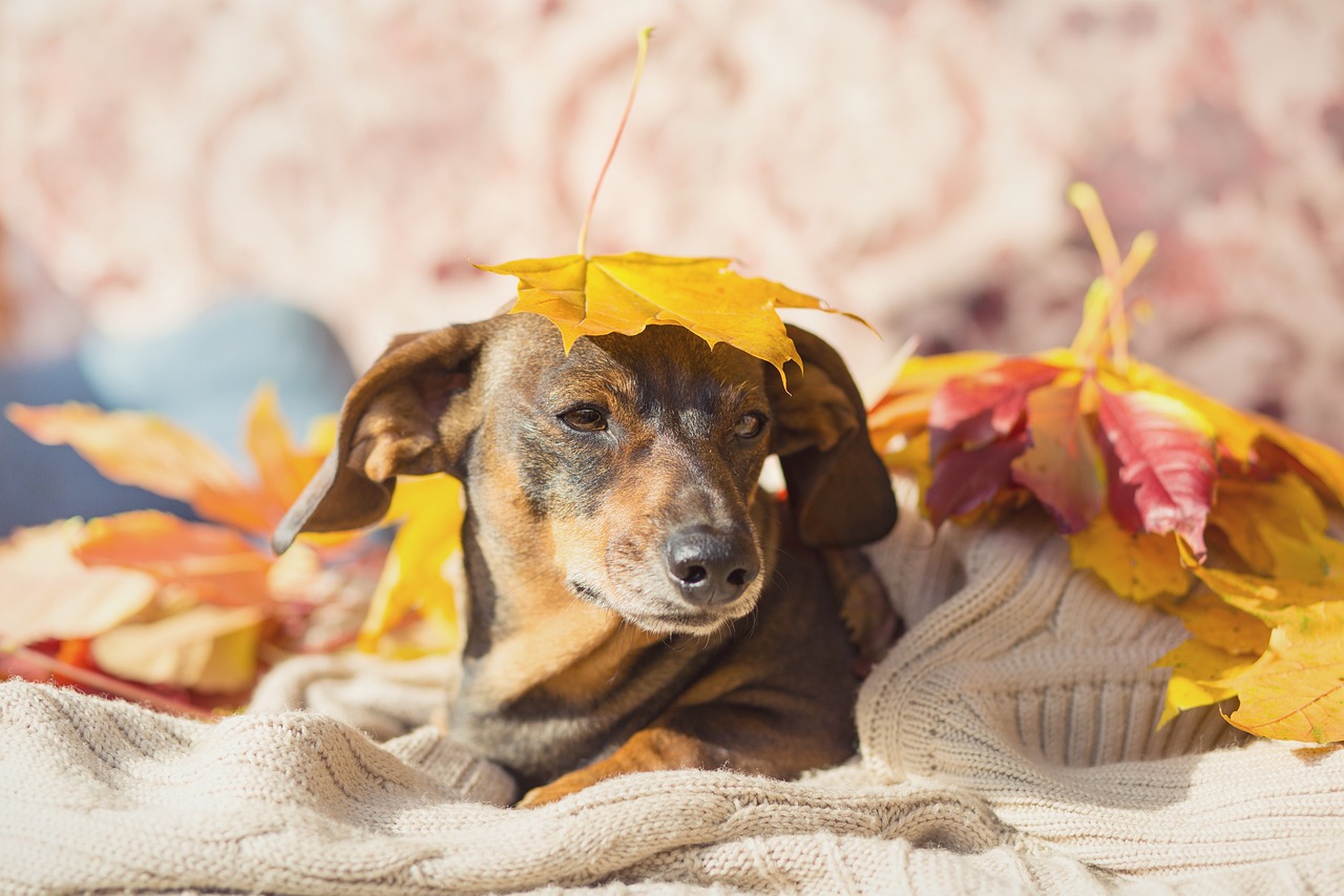 一番大きい犬は？犬種ごとの違い