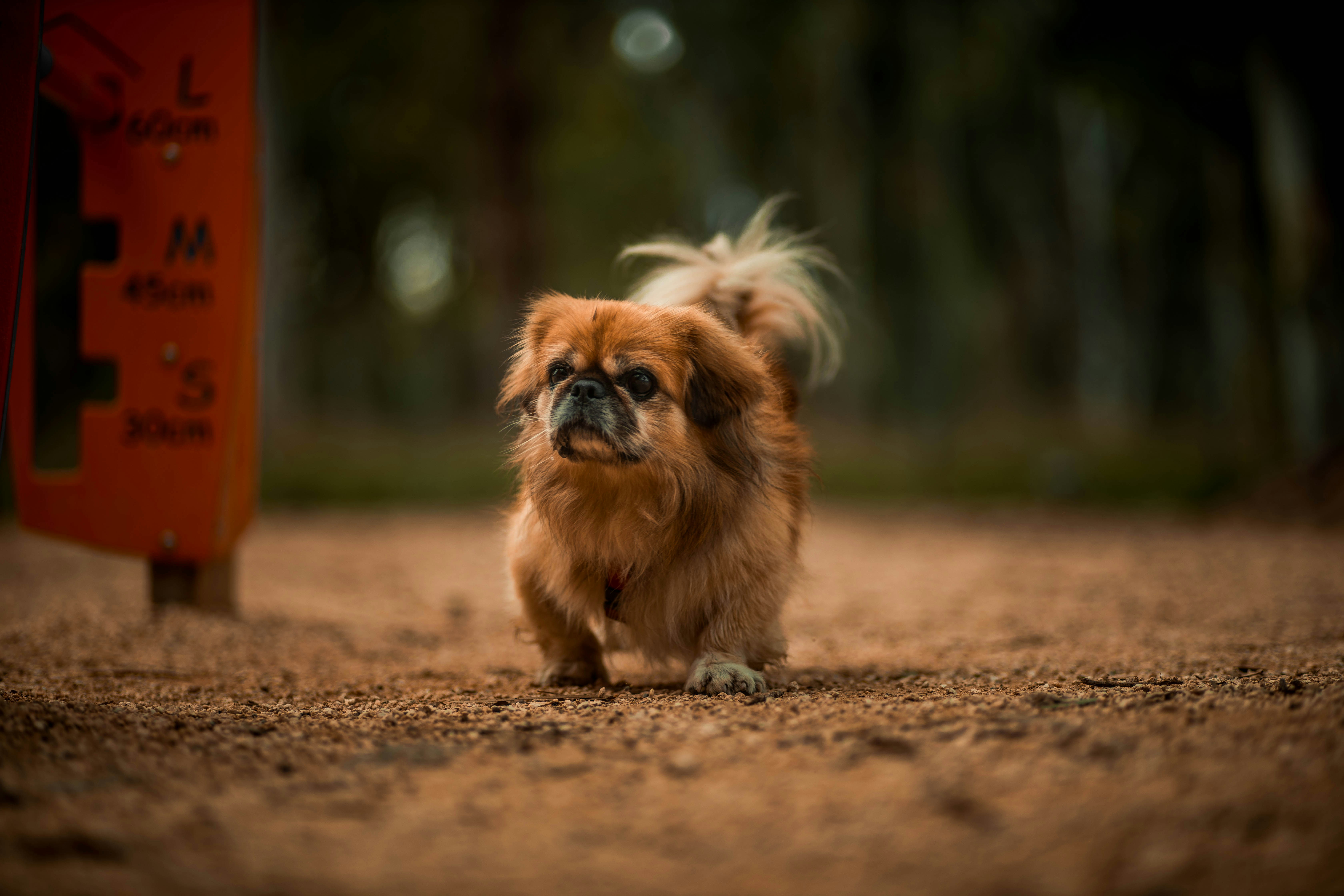 臭いが少ない犬種？