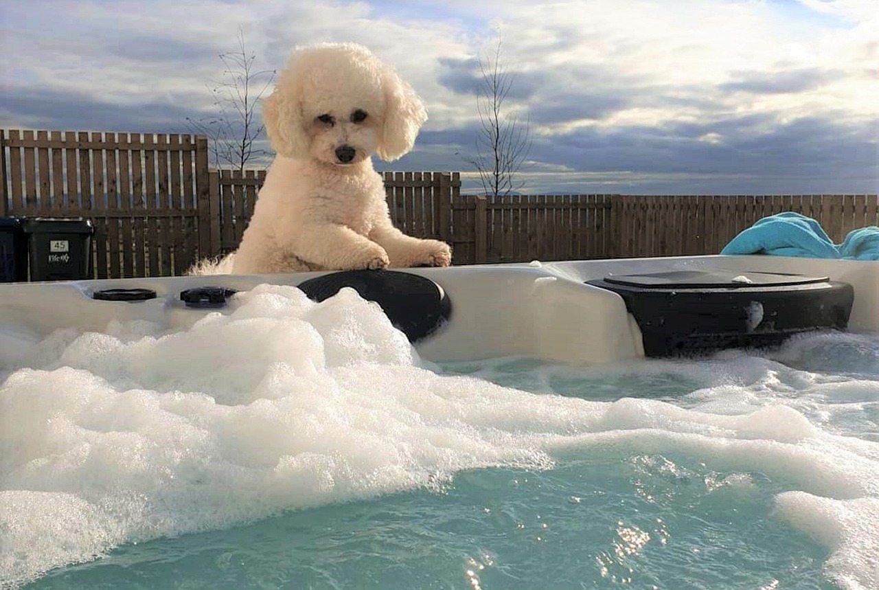 うるさい犬？性格との関係