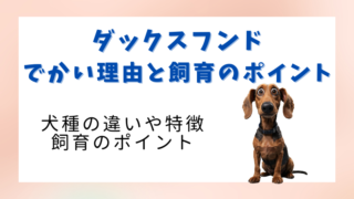 ダックスフンドがでかい理由と犬種別の飼育ポイントを解説 