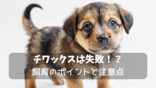 チワックスで失敗しないために飼育のポイントと注意点を徹底解説 