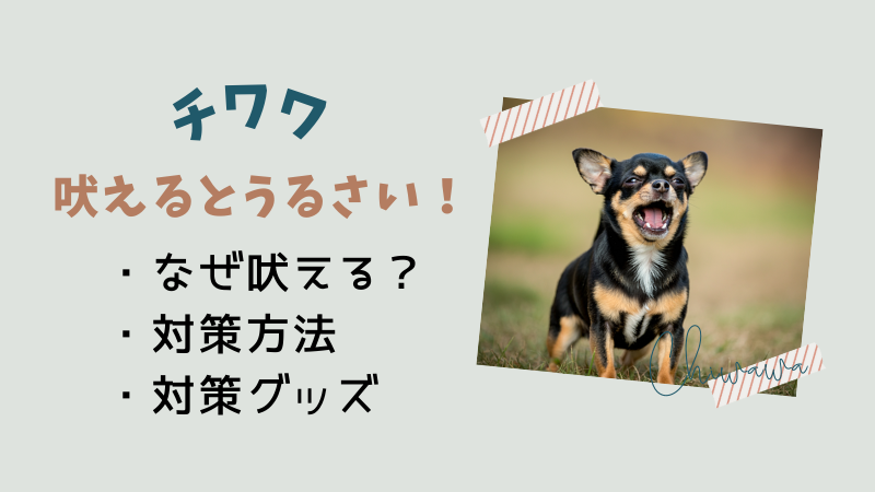 チワワが吠えるとうるさい！無駄吠えの原因や対策グッズを徹底解説 