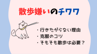 チワワが散歩嫌いな理由と解決策｜室内犬に散歩はそもそも必要？ 