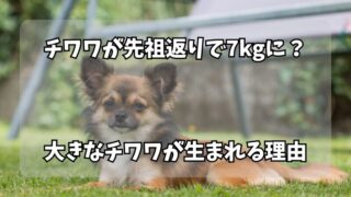 チワワが先祖返りで7kgに？通常より大きなチワワが生まれる理由とは 