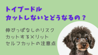 トイプードルをカットしないとどうなる？放置すると起きる4つのリスク 