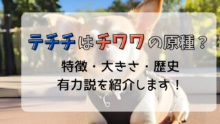 テチチがチワワの原種？チワワの先祖とされる犬種の正体を解説 