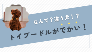 トイプードルがでかいのはなぜ？サイズと種類別に徹底解説 