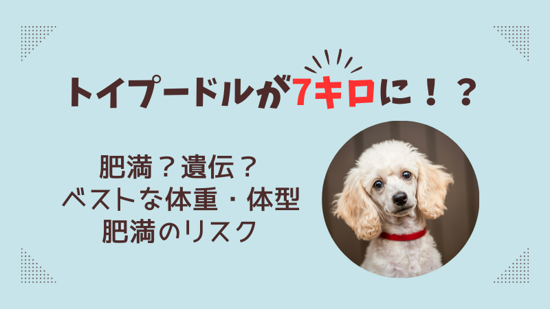 トイプードルの体重が7キロになる理由は？遺伝や肥満の原因を解説 