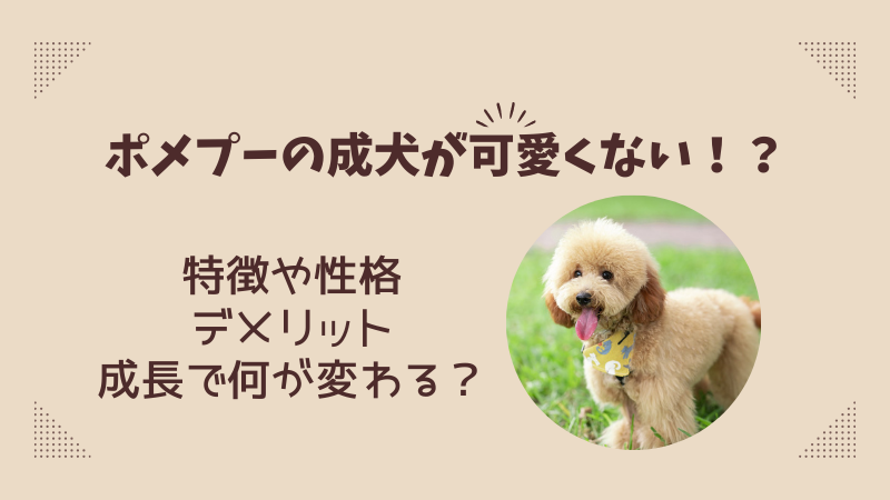 ポメプーの成犬が可愛くないと言われる理由とその真相とは？ 