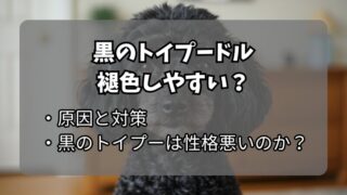 トイプードルの黒色は退色しやすい？退色の原因と対策、性格まで解説 